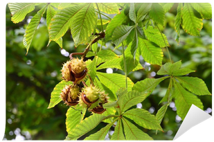 Horse Chesnut - Transparent PNG Free Download