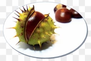 At Kestanesi Ekstrakt - Horse Chestnut - Transparent PNG Free Download