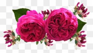 Roses, Red, Honeysuckle - Horse - Transparent PNG Free Download