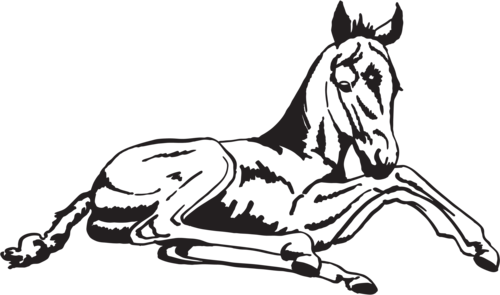 [ Img] - Horse - Transparent PNG Free Download