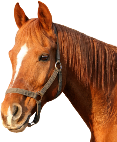 Horse Clipart Hd Png Png Images - Horse Png - Transparent PNG Free Download