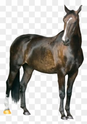 Horse Clipart Transparent Png Images - Horse Png - Transparent PNG Free Download
