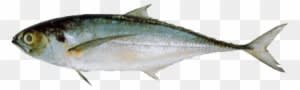 Horse Mackerel - Horse Mackerel - Transparent PNG Free Download