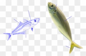 Jurel Mediterraneo - Mediterranean Horse Mackerel - Transparent PNG Free Download