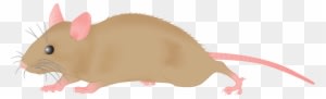 Mouse Clipart - Mouse Clipart Png - Transparent PNG Free Download