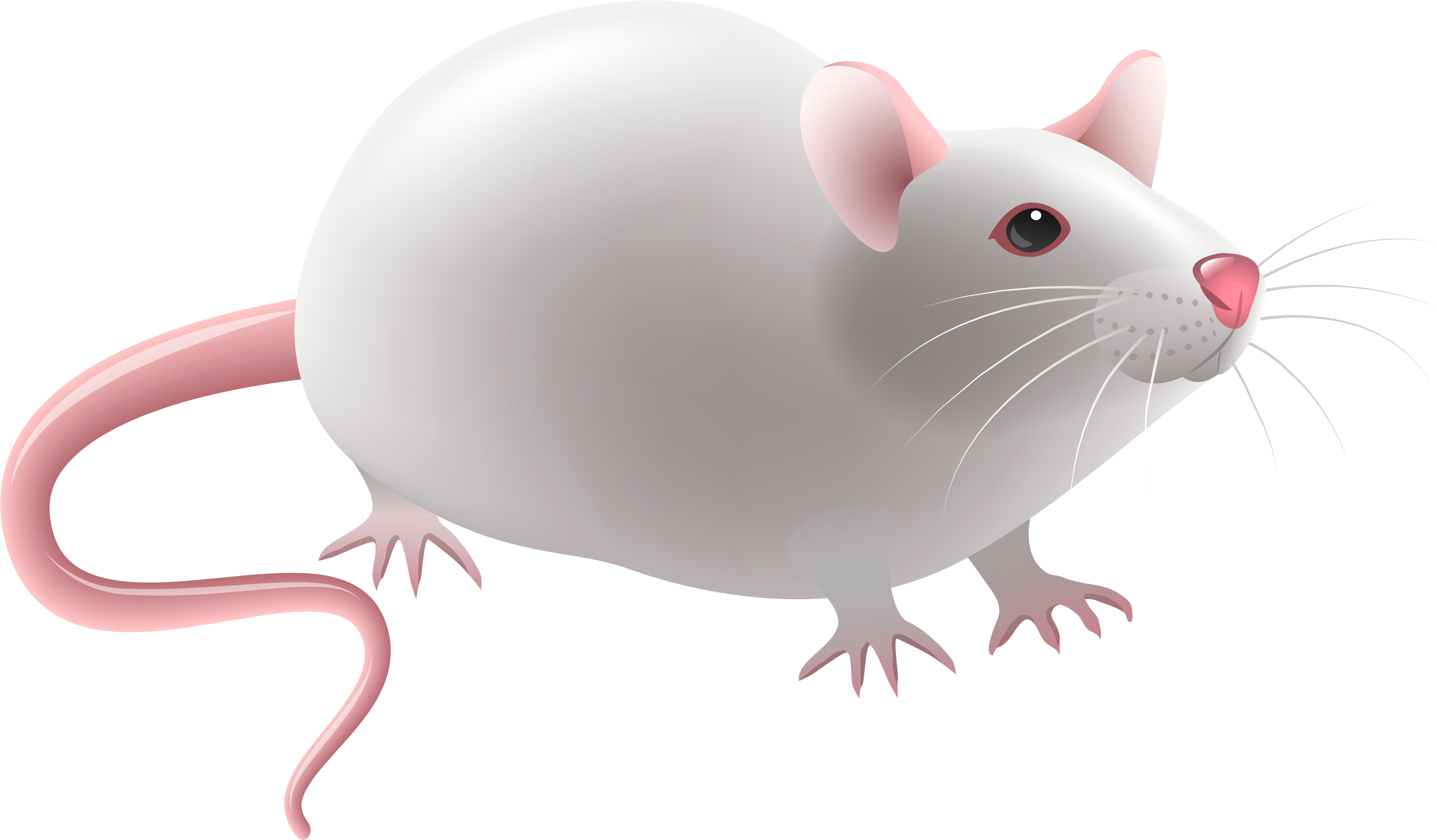 Mouse Png Clip Art - Experimental Mouse Illustration - Transparent PNG Free Download
