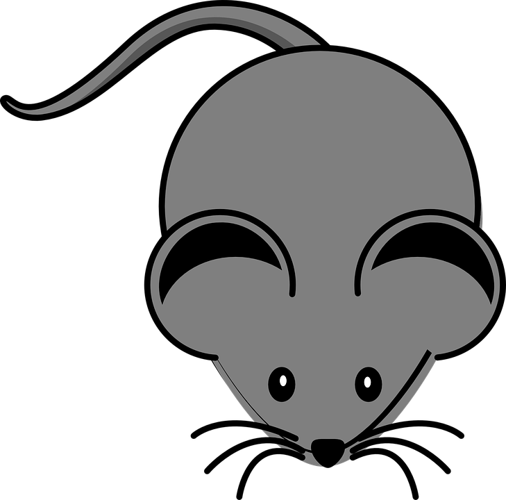 Grey Clipart Mouse Animal - Clip Art Of Mouse - Transparent PNG Free Download