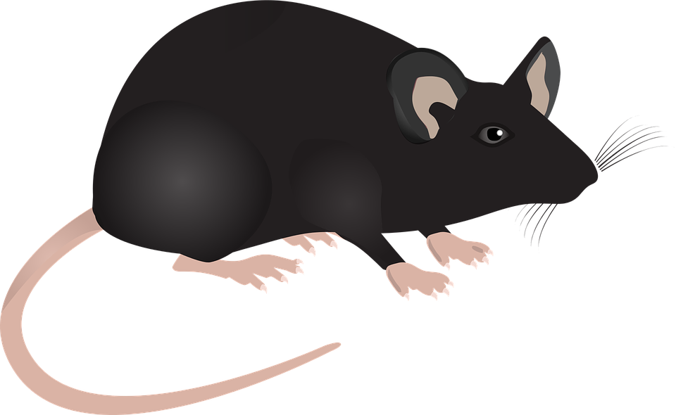 Cute Mouse Clipart 22, Buy Clip Art - Mouse Cartoon Science - Transparent PNG Free Download