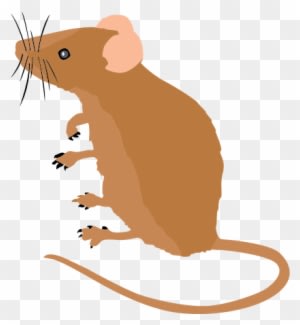 Beautiful Mouse Clipart Animal Clip Arts - Mouse Clipart - Transparent PNG Free Download