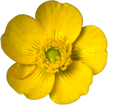 Suck It Up Buttercup - Mouse Pad, 8 - Transparent PNG Free Download