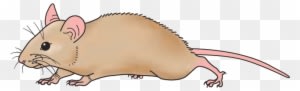 Rodent Clipart Little Mouse - Mouse Cliparts - Transparent PNG Free Download