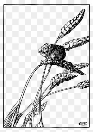 Wheat Spikes Mouse Grain Crop Png Image - Harvest Mouse Clipart - Transparent PNG Free Download