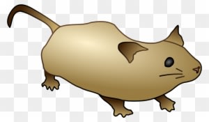 Open - Mouse Common Creative Zero - Transparent PNG Free Download