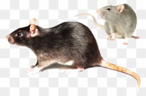 Rodent Control Mice & Rat Exterminator In Las Vegas - Mouse - Transparent PNG Free Download
