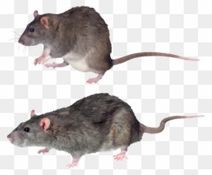 Mouse, Rat Png Image - Mouse With No Background - Transparent PNG Free Download