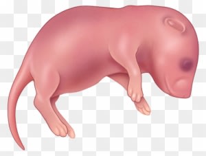 Asian Small Claw Otter - Fetal Mouse - Transparent PNG Free Download