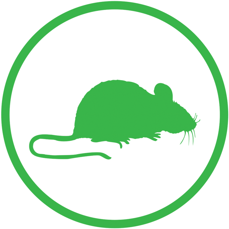 Rats & Mice - Mouse - Transparent PNG Free Download