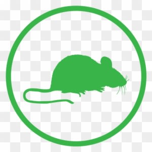 Rats & Mice - Mouse - Transparent PNG Free Download