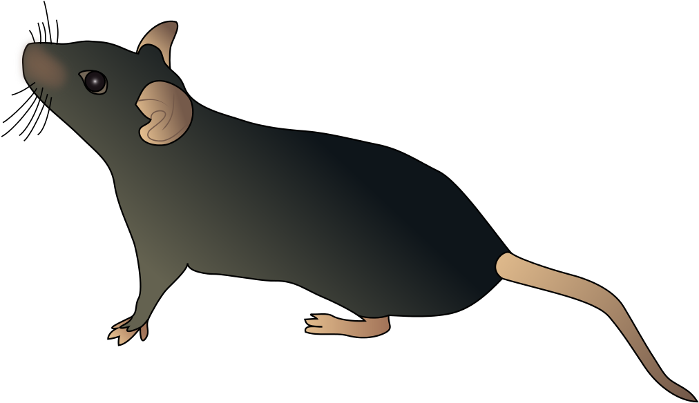 Mouse Sideways Schematic - Mouse Schematic - Transparent PNG Free Download