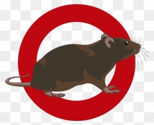 Rodents - Mouse - Transparent PNG Free Download
