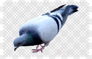 Pigeon Png Clipart Pigeons And Doves Racing Homer Bird - Logo Mouse Png - Transparent PNG Free Download