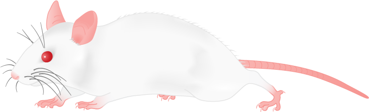 Ill Png, White Mouse - Clip Art - Transparent PNG Free Download