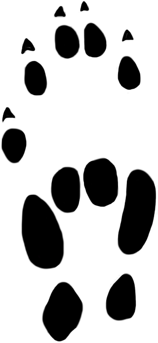 Stoat Paw Prints Clipart 22 Mm - Stoat Paw Prints Clipart 22 Mm - Transparent PNG Free Download