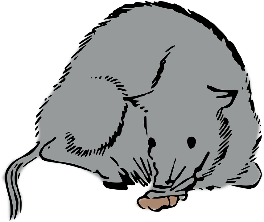 Woodcut Rat, Mouse, Woodcut - Rat - Transparent PNG Free Download
