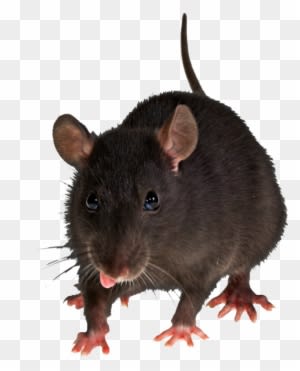 Mouse Rat Png Image - Rats With Transparent Background - Transparent PNG Free Download
