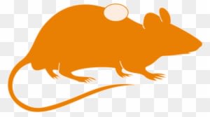 Mouse Brain Clipart 3 By Matthew - Orange Rat Silhouette Transparent - Transparent PNG Free Download