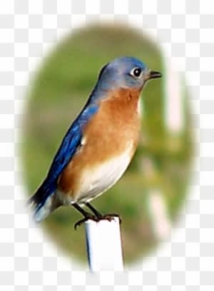 Pass Your Mouse Over The Bluebird Eggs - Eastern Bluebird - Transparent PNG Free Download