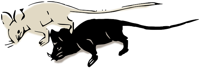 Mice, Mouse, Rat, Black, White - Raton Negro Y Blanco - Transparent PNG Free Download