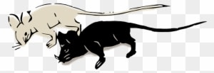 Mice, Mouse, Rat, Black, White - Raton Negro Y Blanco - Transparent PNG Free Download
