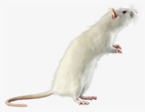 Rat Mouse White Png - White Mouse Transparent Background - Transparent PNG Free Download
