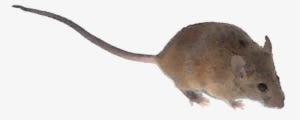 What Could Elicit This Blood Curdling Reaction, A Burglar - Mouse Tail Png - Transparent PNG Free Download