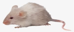 Download - Mouse Transparent Background - Transparent PNG Free Download