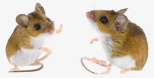 What Is A Rodent - Deer Mouse Transparent - Transparent PNG Free Download