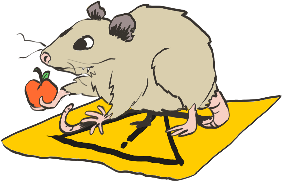 The Caution Possum Doesn't Quite Get It, But He's Trying - Mouse - Transparent PNG Free Download