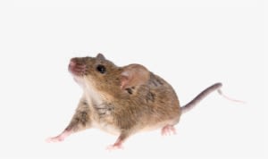 It Is Therefore Essential To Implement Effective Preventative - Mouse Animal Png - Transparent PNG Free Download