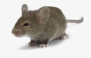 House-mice - Moving Pictures Of Mouse - Transparent PNG Free Download