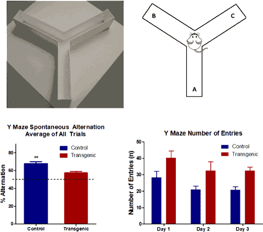 Y Maze Spontaneous Alternation - Y Maze Mouse - Mouse Transparent PNG Free Download