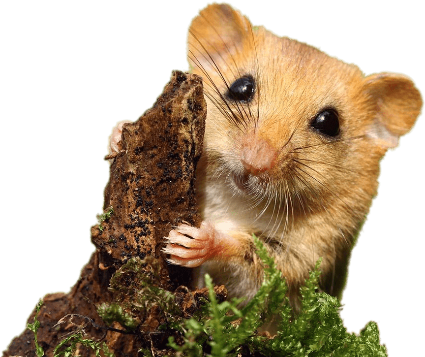 Dormouse - Mouse - Mouse Transparent PNG Free Download