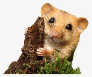 Dormouse - Mouse - Mouse Transparent PNG Free Download