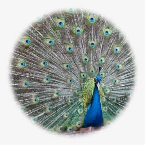 About Continental Feathers - Colorful Peacock Plumage Mouse Pad - Transparent PNG Free Download
