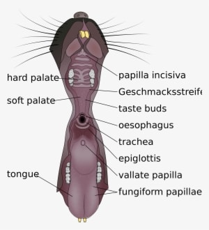 Open - Mouse Tongue Anatomy - Transparent PNG Free Download