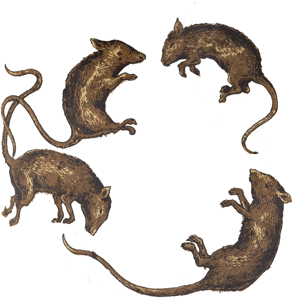 The Museum Of English Rural Life On Twitter - Mouse - Transparent PNG Free Download