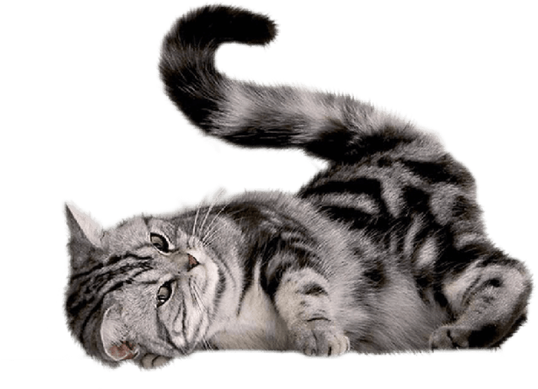 Free Png Cat Png Images Transparent - Cat Scratch Mat With Sisal Mouse - Transparent PNG Free Download