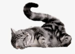 Free Png Cat Png Images Transparent - Cat Scratch Mat With Sisal Mouse - Transparent PNG Free Download