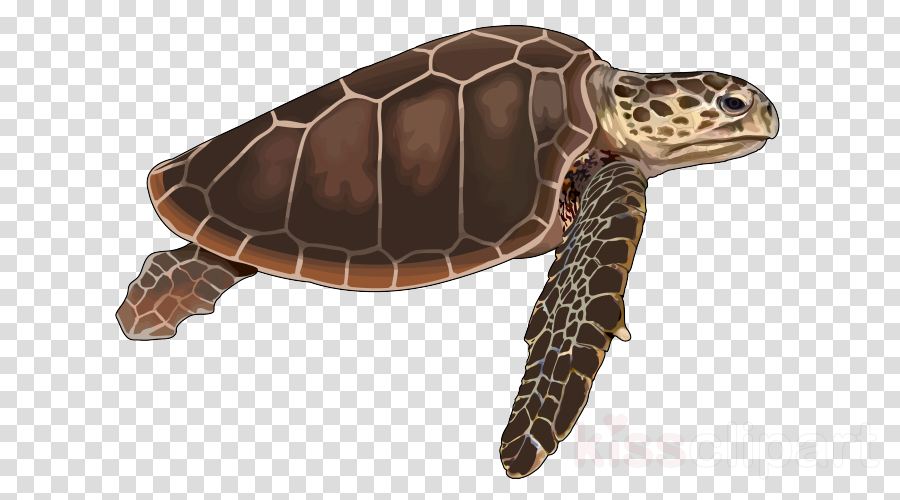Download Tortugas De Mar Png Clipart Loggerhead Sea - Mickey Mouse Silhouette - Transparent PNG Free Download