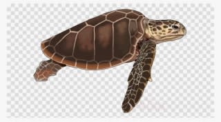 Download Tortugas De Mar Png Clipart Loggerhead Sea - Mickey Mouse Silhouette - Transparent PNG Free Download